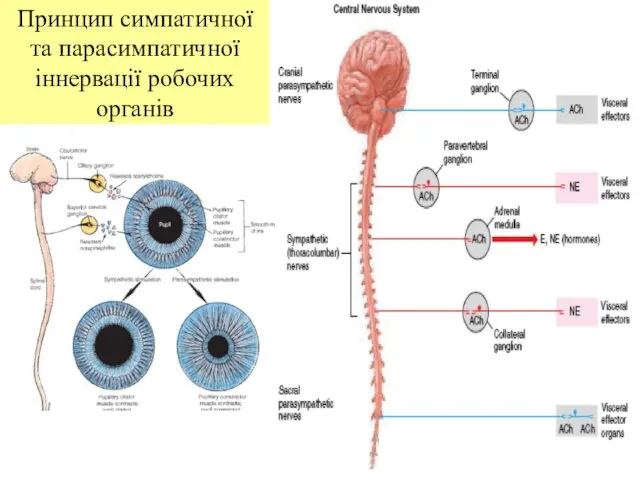 Принцип симпатичної та парасимпатичної іннервації робочих органів