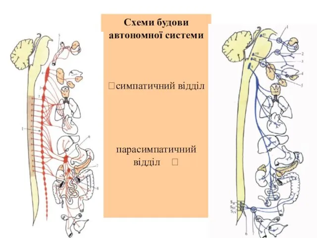 Схеми будови автономної системи ?симпатичний відділ парасимпатичний відділ ?