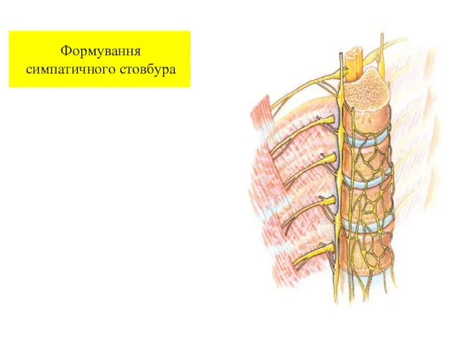 Формування симпатичного стовбура