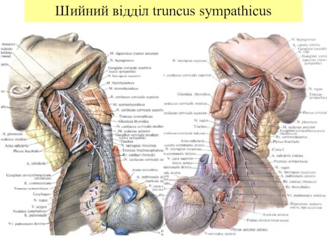 Шийний відділ truncus sympathicus