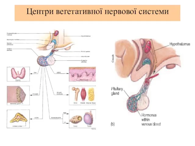 Центри вегетативної нервової системи