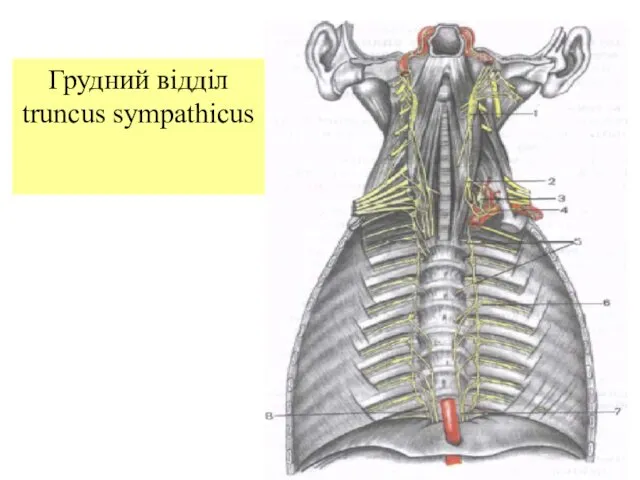 Грудний відділ truncus sympathicus