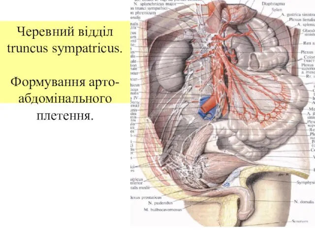 Черевний відділ truncus sympatricus. Формування арто-абдомінального плетення.