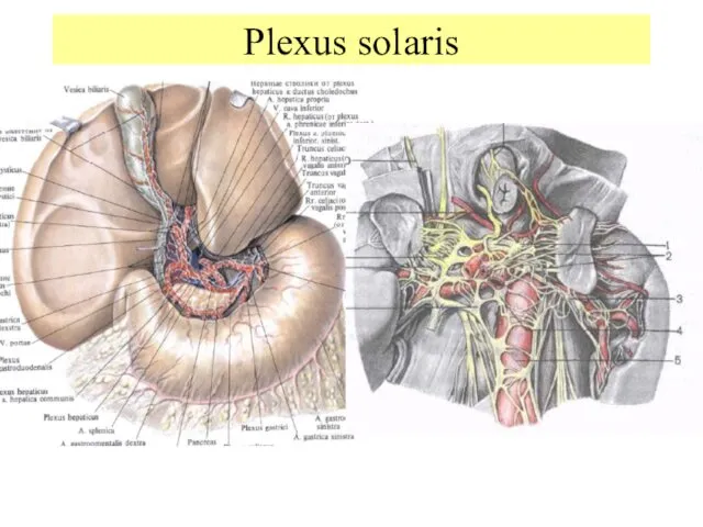 Plexus solaris