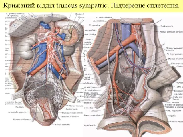 Крижаний відділ truncus sympatric. Підчеревне сплетення.