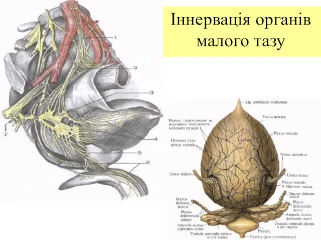 Іннервація органів малого тазу