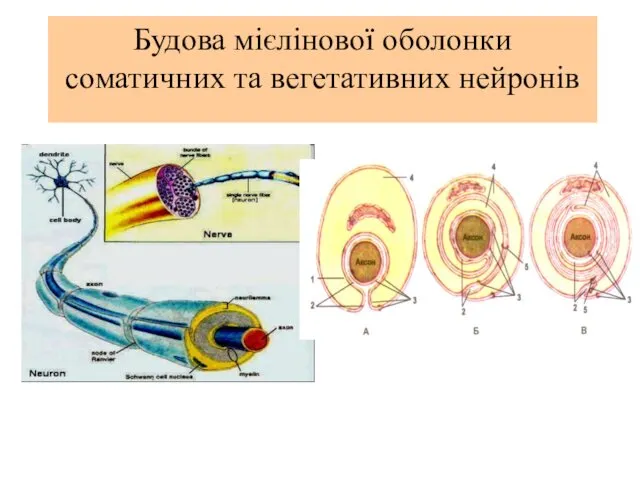 Будова мієлінової оболонки соматичних та вегетативних нейронів