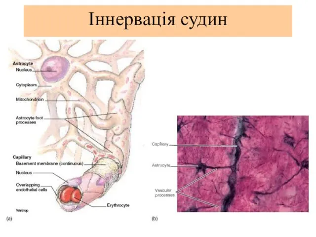 Іннервація судин