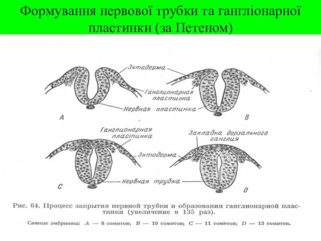 Формування нервової трубки та гангліонарної пластинки (за Петеном)