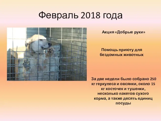 Февраль 2018 года Акция «Добрые руки» Помощь приюту для бездомных животных