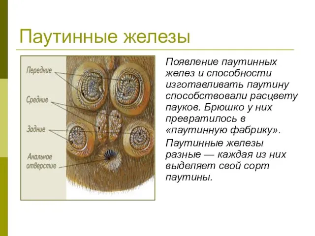 Паутинные железы Появление паутинных желез и способности изготавливать паутину способствовали расцвету