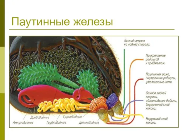 Паутинные железы