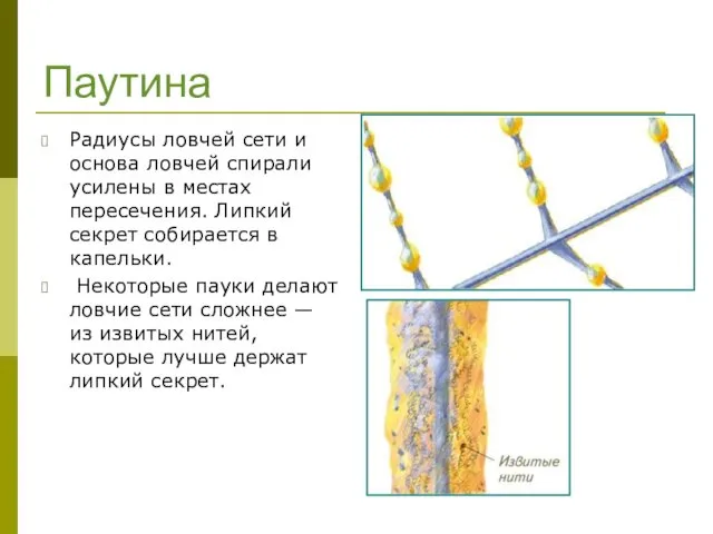 Паутина Радиусы ловчей сети и основа ловчей спирали усилены в местах