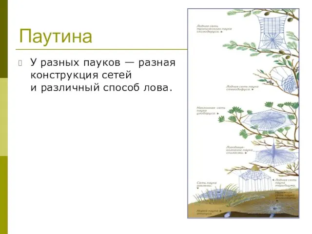 Паутина У разных пауков — разная конструкция сетей и различный способ лова.