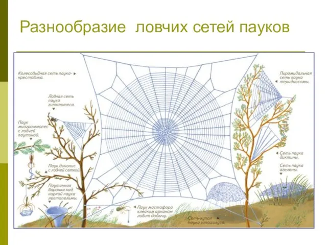 Разнообразие ловчих сетей пауков