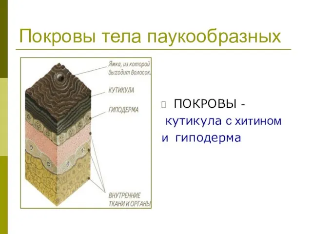 Покровы тела паукообразных ПОКРОВЫ - кутикула с хитином и гиподерма