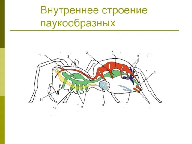 Внутреннее строение паукообразных