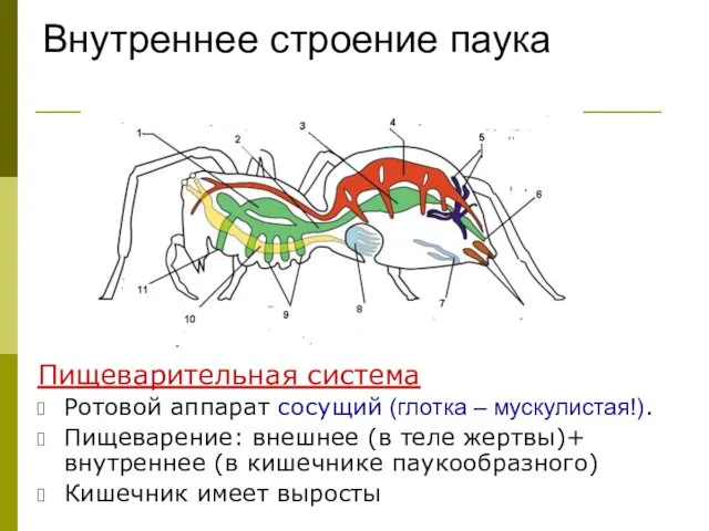 Внутреннее строение паука Пищеварительная система Ротовой аппарат сосущий (глотка – мускулистая!).