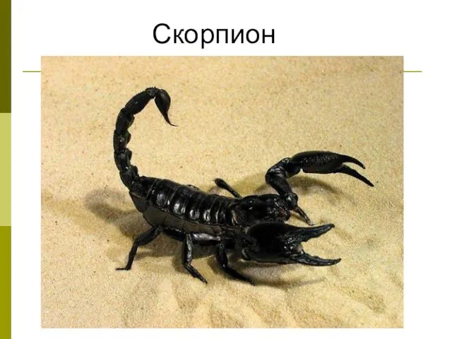 Скорпион