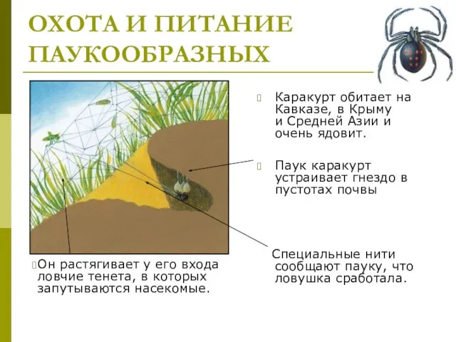 ОХОТА И ПИТАНИЕ ПАУКООБРАЗНЫХ Каракурт обитает на Кавказе, в Крыму и