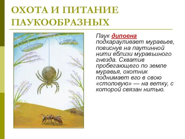 ОХОТА И ПИТАНИЕ ПАУКООБРАЗНЫХ Паук дипоена подкарауливает муравьев, повиснув на паутинной