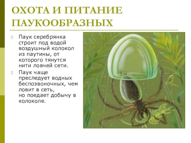 ОХОТА И ПИТАНИЕ ПАУКООБРАЗНЫХ Паук серебрянка строит под водой воздушный колокол