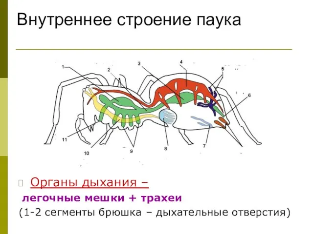 Внутреннее строение паука Органы дыхания – легочные мешки + трахеи (1-2 сегменты брюшка – дыхательные отверстия)