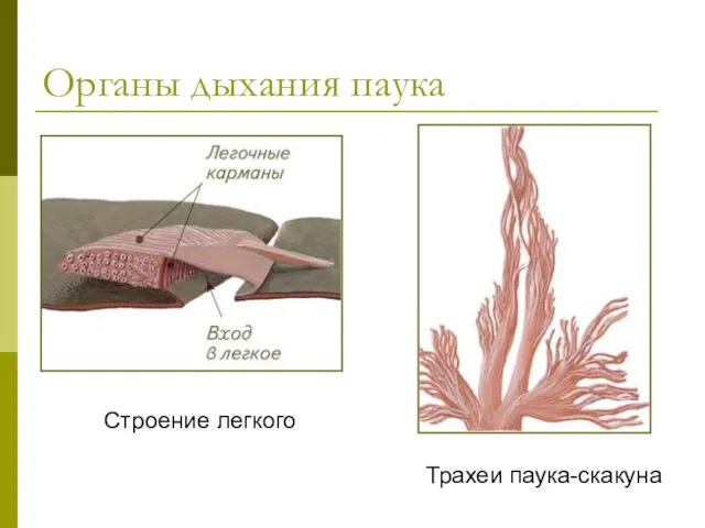 Органы дыхания паука Трахеи паука-скакуна Строение легкого