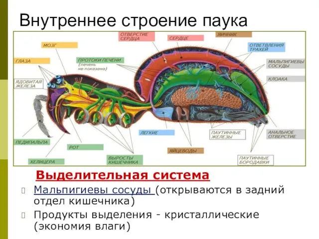 Внутреннее строение паука Выделительная система Мальпигиевы сосуды (открываются в задний отдел