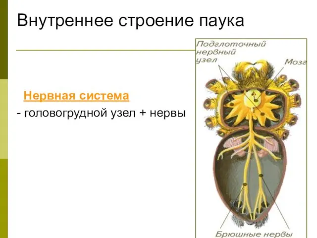 Внутреннее строение паука Нервная система - головогрудной узел + нервы