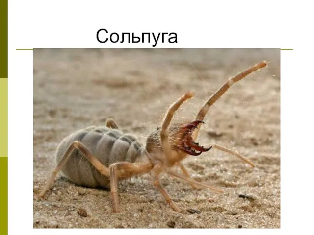 Сольпуга