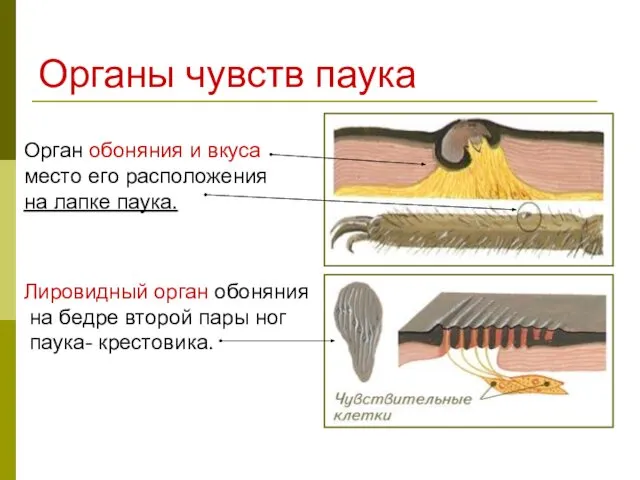 Органы чувств паука Орган обоняния и вкуса место его расположения на