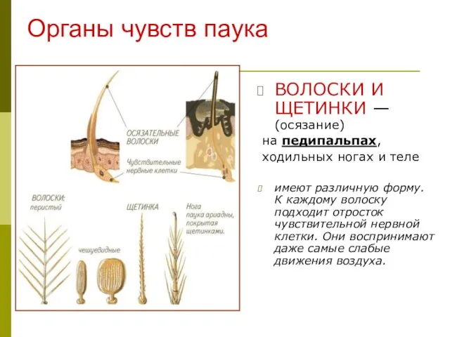 Органы чувств паука ВОЛОСКИ И ЩЕТИНКИ — (осязание) на педипальпах, ходильных