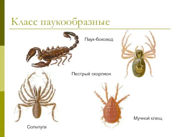 Класс паукообразные Сольпуга Пестрый скорпион Паук-бокоход Мучной клещ