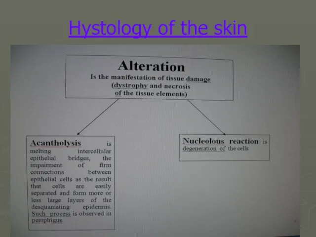 Hystology of the skin