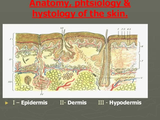 Anatomy, phtsiology & hystology of the skin. I – Epidermis II- Dermis III - Hypodermis