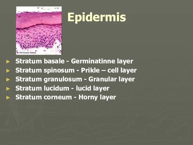 Epidermis Stratum basale - Germinatinne layer Stratum spinosum - Prikle –