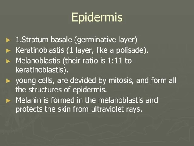 Epidermis 1.Stratum basale (germinative layer) Keratinoblastis (1 layer, like a polisade).