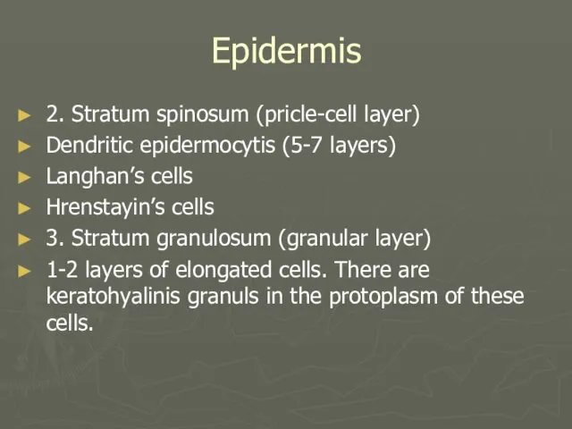 Epidermis 2. Stratum spinosum (pricle-cell layer) Dendritic epidermocytis (5-7 layers) Langhan’s