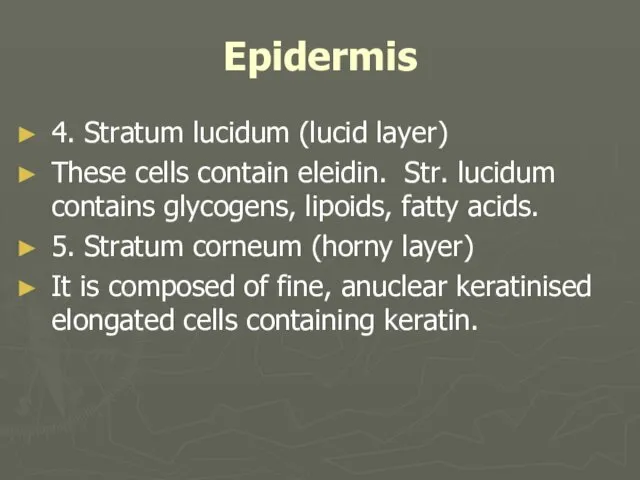 Epidermis 4. Stratum lucidum (lucid layer) These cells contain eleidin. Str.