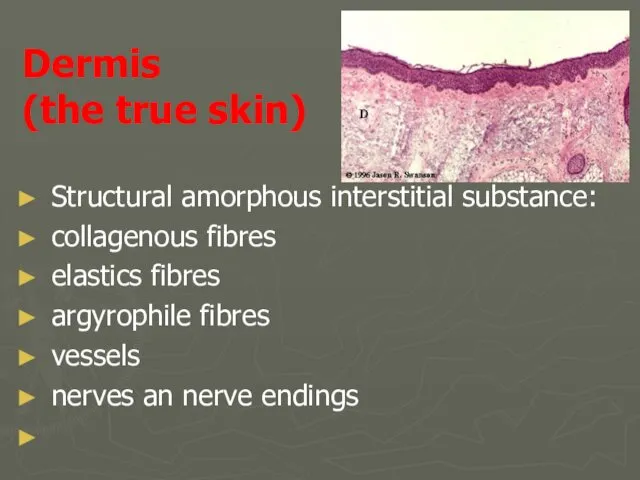 Dermis (the true skin) Structural amorphous interstitial substance: collagenous fibres elastics