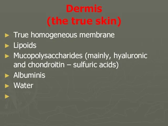 Dermis (the true skin) True homogeneous membrane Lipoids Mucopolysaccharides (mainly, hyaluronic