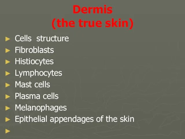 Dermis (the true skin) Cells structure Fibroblasts Histiocytes Lymphocytes Mast cells