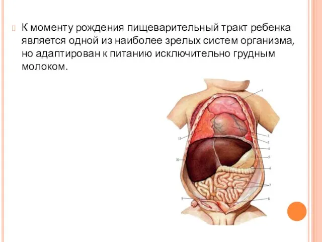 К моменту рождения пищеварительный тракт ребенка является одной из наиболее зрелых