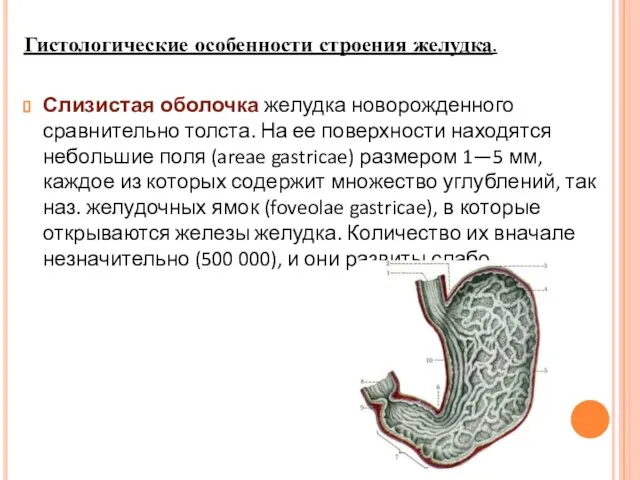 Слизистая оболочка желудка новорожденного сравнительно толста. На ее поверхности находятся небольшие