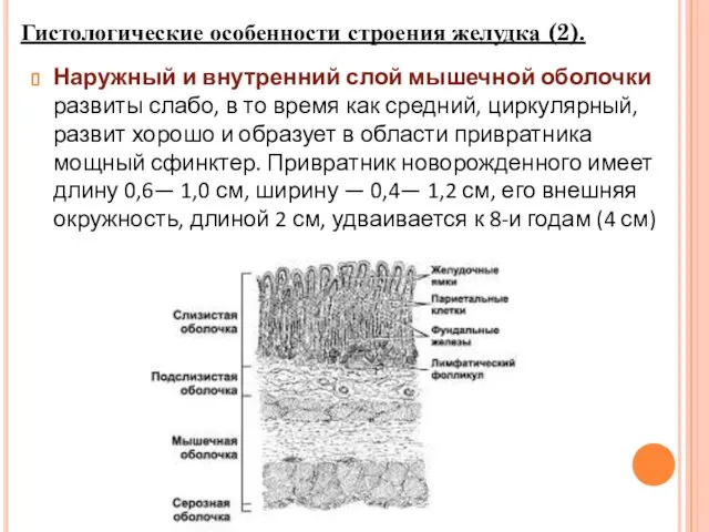 Наружный и внутренний слой мышечной оболочки развиты слабо, в то время