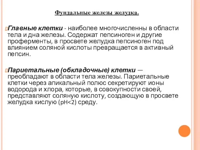 Фундальные железы желудка. Главные клетки - наиболее многочисленны в области тела