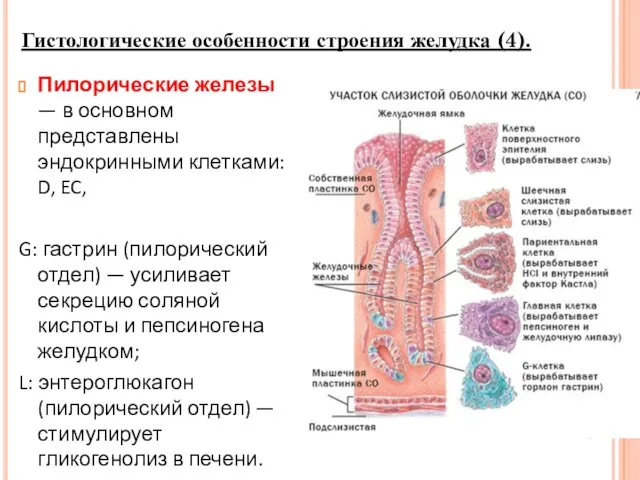 Пилорические железы — в основном представлены эндокринными клетками: D, EC, G: