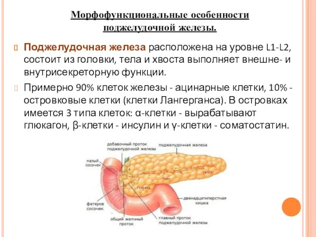 Поджелудочная железа расположена на уровне L1-L2, состоит из головки, тела и