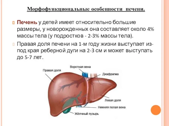 Печень у детей имеет относительно большие размеры, у новорожденных она составляет